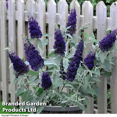 Buddleja 'Buzz® Trio Collection' 4 Buddleja 'Buzz® Trio Collection' - Image 2