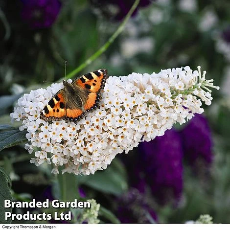 Buddleja 'Buzz® Trio Collection' 5 Buddleja 'Buzz® Trio Collection' - Image 3