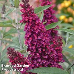 Buddleja 'Buzz® Trio Collection' 10 Buddleja 'Buzz® Trio Collection' -Perfect Greenery BUDD TKA1011 D1