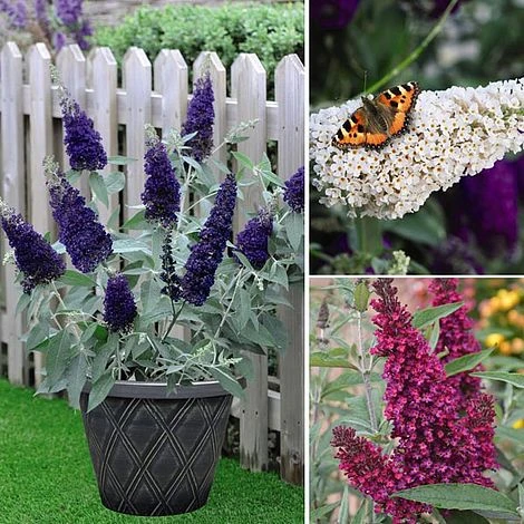 Buddleja 'Buzz® Trio Collection' 7 Buddleja 'Buzz® Trio Collection' - Image 5