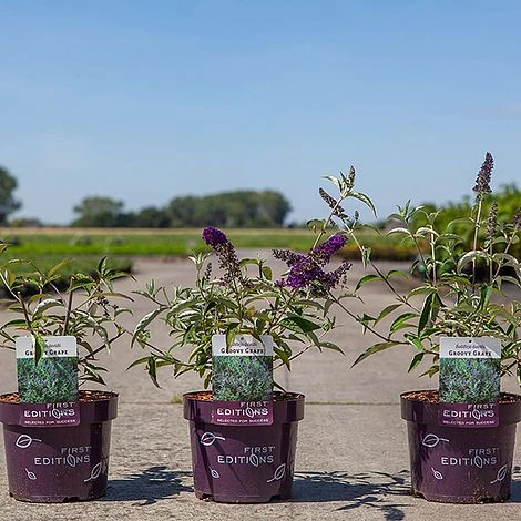 Buddleja Davidii 'Groovy Grape' 4 Buddleja Davidii 'Groovy Grape' - Image 2