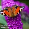 Buddleja Davidii 'Harlequin' -Perfect Greenery BUDD HARLEQUIN L44927