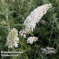 Buddleja Davidii 'White Profusion' -Perfect Greenery BUDD WHITEPROF S23800
