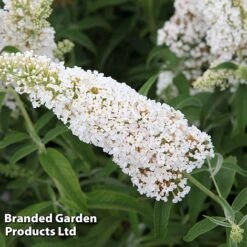 Buddleja Davidii 'White Profusion' -Perfect Greenery BUDD WHITEPROF S23801