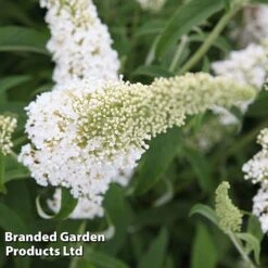 Buddleja Davidii 'White Profusion' -Perfect Greenery BUDD WHITEPROF S23802