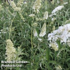 Buddleja Davidii 'White Profusion' -Perfect Greenery BUDD WHITEPROF S23803