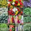 129 Bulb & Perennial Bumper Pack -Perfect Greenery BULB BUMPER COL