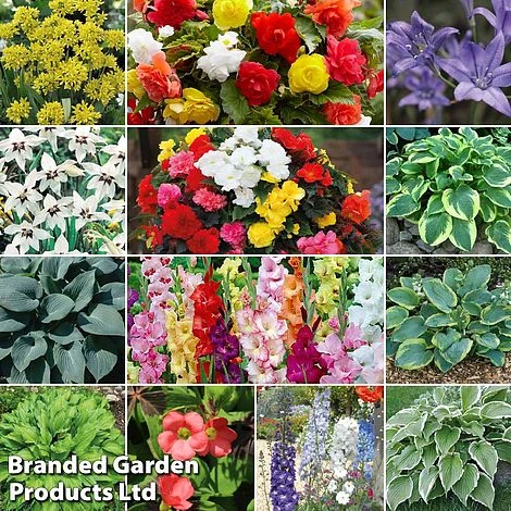 129 Bulb & Perennial Bumper Pack 3 129 Bulb & Perennial Bumper Pack