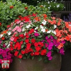 Garden Ready Bedding Collection -Perfect Greenery BUSY KB3223 C1