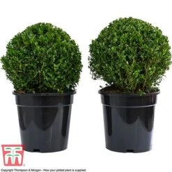 Box Ball -Perfect Greenery BUXU 47078 E1