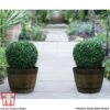 Box Ball -Perfect Greenery BUXU 47078 F1