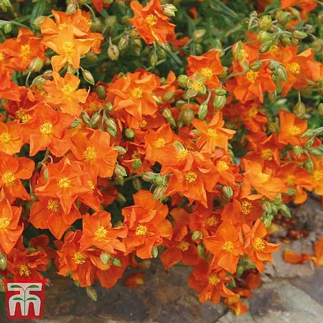 Helianthemum 'Ben Mohr' 3 Helianthemum 'Ben Mohr'