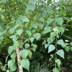 Silver Birch Tree (Betula Pendula) Grown By Cotswold Trees -Perfect Greenery Birch Leaves