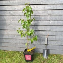 Silver Birch Tree (Betula Pendula) Grown By Cotswold Trees -Perfect Greenery Birch Main