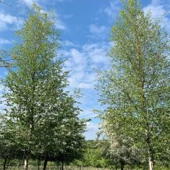 Silver Birch Tree (Betula Pendula) Grown By Cotswold Trees -Perfect Greenery Birch Trees