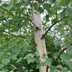 Silver Birch Tree (Betula Pendula) Grown By Cotswold Trees -Perfect Greenery Birch Trunk