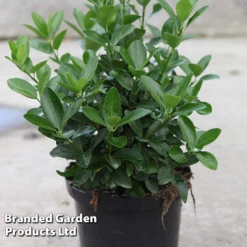 Euonymus Japonicus -Perfect Greenery BrandedGP Copyright Image20euonymus4