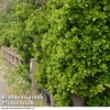 Euonymus Japonicus -Perfect Greenery BrandedGP Copyright Image3
