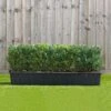 Buxus Instant Trough Hedge 1m (pre-grown) -Perfect Greenery Buxus20sempervirens20120yr20tr