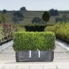 Common Box Ready Bag Instant Hedge 1m (pre-grown) -Perfect Greenery Buxus20sempervirens20copy