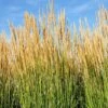 Calamagrostis X Acutiflora 'Karl Foerster' -Perfect Greenery CALA T58330 A h