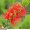 Callistemon 'Masotti Mini Red' 2 Callistemon 'Masotti Mini Red' -Perfect Greenery CALL KB0584 A