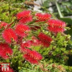 Callistemon 'Masotti Mini Red' -Perfect Greenery CALL KB0584 C