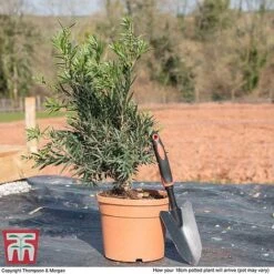 Callistemon 'Masotti Mini Red' -Perfect Greenery CALL KB0584 L