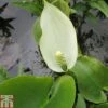 Calla Palustris (Marginal Aquatic) 1 Calla Palustris (Marginal Aquatic) -Perfect Greenery CALL T78027 A h