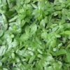 Callitriche Stagnalis (Oxygenating Aquatic) -Perfect Greenery CALL T78105 A h