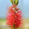 Callistemon Laevis -Perfect Greenery CALL LAEVIS L38193