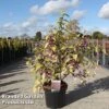 Callicarpa Bodinieri 'Magical Deep Purple' -Perfect Greenery CALL MAGICDEEP S45268
