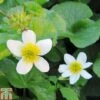 Caltha Palustris Var. Alba (Marginal Aquatic) 1 Caltha Palustris Var. Alba (Marginal Aquatic) -Perfect Greenery CALT T78031 A h