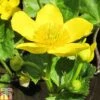 Caltha Palustris Subsp. Polypetala (Marginal Aquatic) -Perfect Greenery CALT T78110 A h