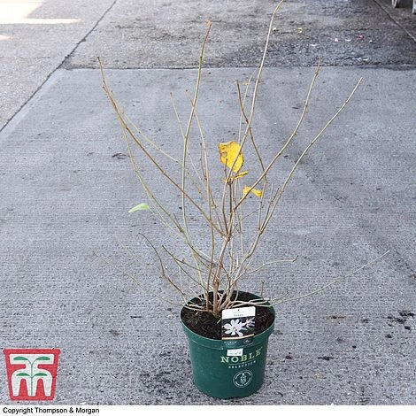 Calycanthus 'Venus' 6 Calycanthus 'Venus' - Image 4