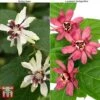 Calycanthus Duo -Perfect Greenery CALY KA9176 A