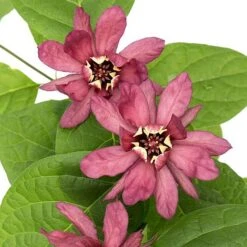 Calycanthus Duo -Perfect Greenery CALY KA9176 C