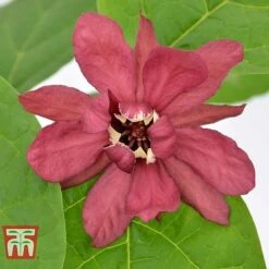 Calycanthus Duo -Perfect Greenery CALY KA9176 E