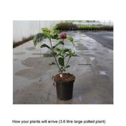 Calycanthus X Raulstonii 'Hartlage Wine' -Perfect Greenery CALY T67880 B h