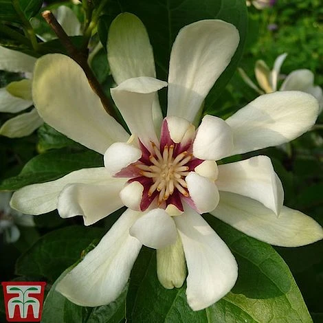 Calycanthus 'Venus' 3 Calycanthus 'Venus'