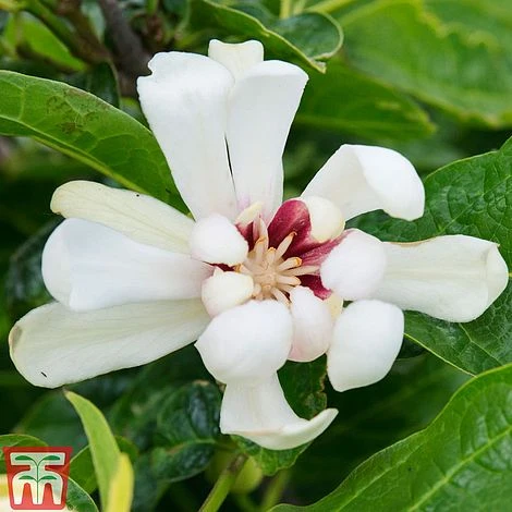 Calycanthus 'Venus' 4 Calycanthus 'Venus' - Image 2