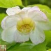 Calycanthus Chinensis -Perfect Greenery CALY T77030 A