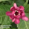 Calycanthus Floridus 'Aphrodite' -Perfect Greenery CALY APHRODITE S37603