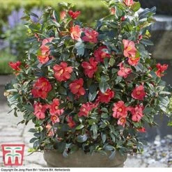 Camellia '1001 Summer Nights' Jasmine -Perfect Greenery CAM WKB6245 G
