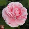 Camellia Japonica 'Bonomiana' -Perfect Greenery CAME KB3627 A
