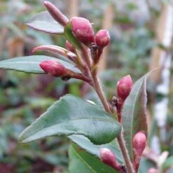 Camellia Rosthorniana 'Cupido' 5 Camellia Rosthorniana 'Cupido' -Perfect Greenery CAME T55643 A h