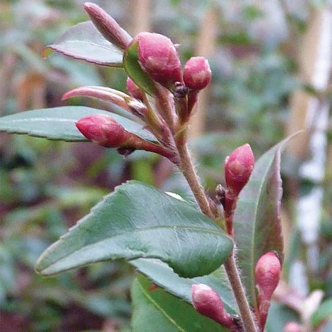 Camellia Rosthorniana 'Cupido' 4 Camellia Rosthorniana 'Cupido' - Image 2