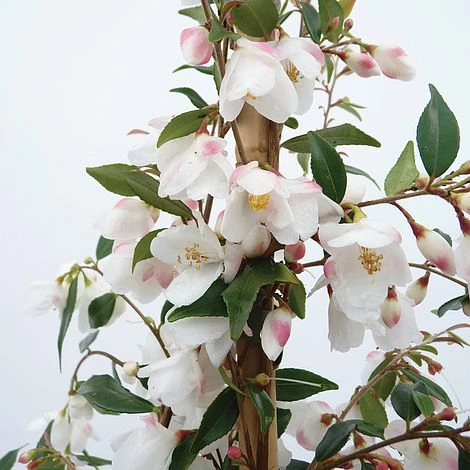 Camellia Rosthorniana 'Cupido' 3 Camellia Rosthorniana 'Cupido'