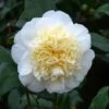 Camellia 'Brushfield's Yellow' -Perfect Greenery CAME T70863 A h