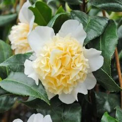 Camellia 'Brushfield's Yellow' -Perfect Greenery CAME T70863 C